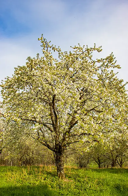 Kniebis